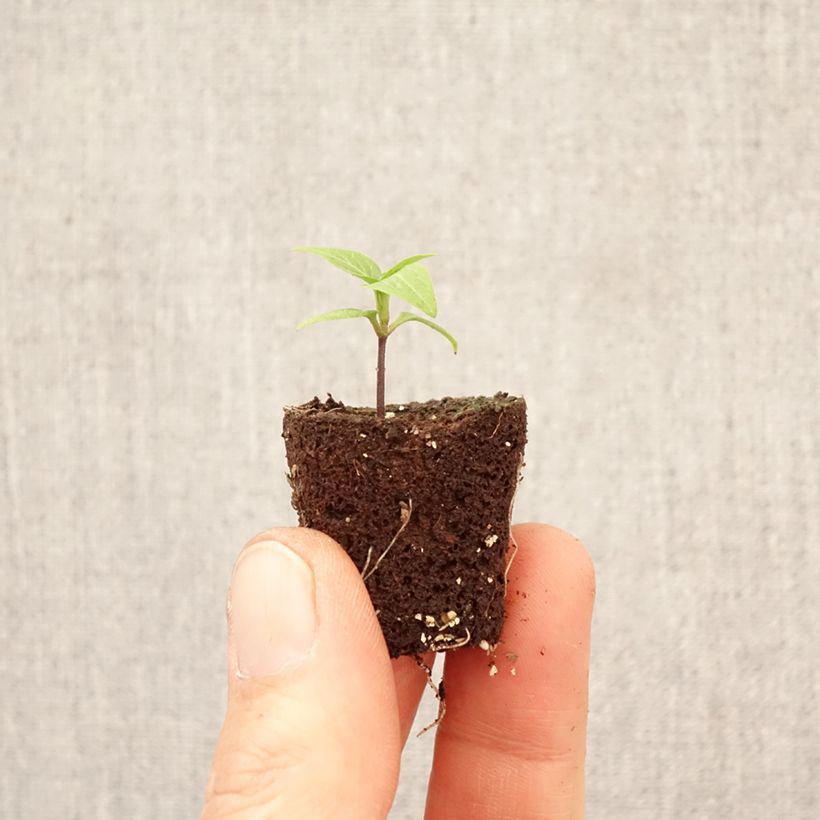 Amostra de Pimenta Button Red em plantas Mini-torrão Ø 3/4 cm tal como entregue na primavera