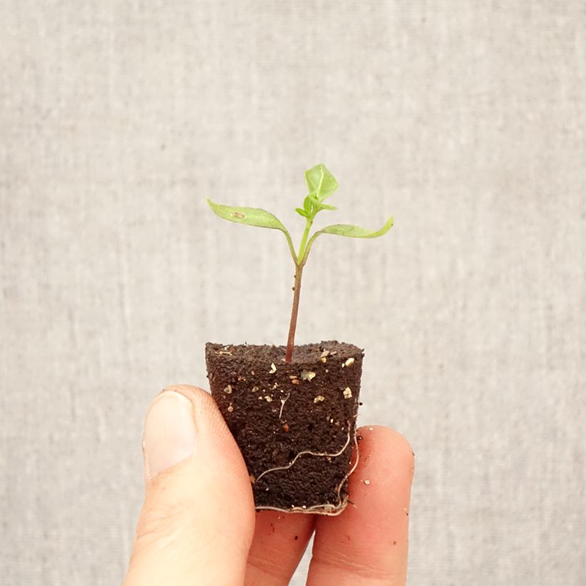 Amostra de Pimento Pikito plantas jovens Mini-torrão Ø 3/4 cm tal como entregue na primavera