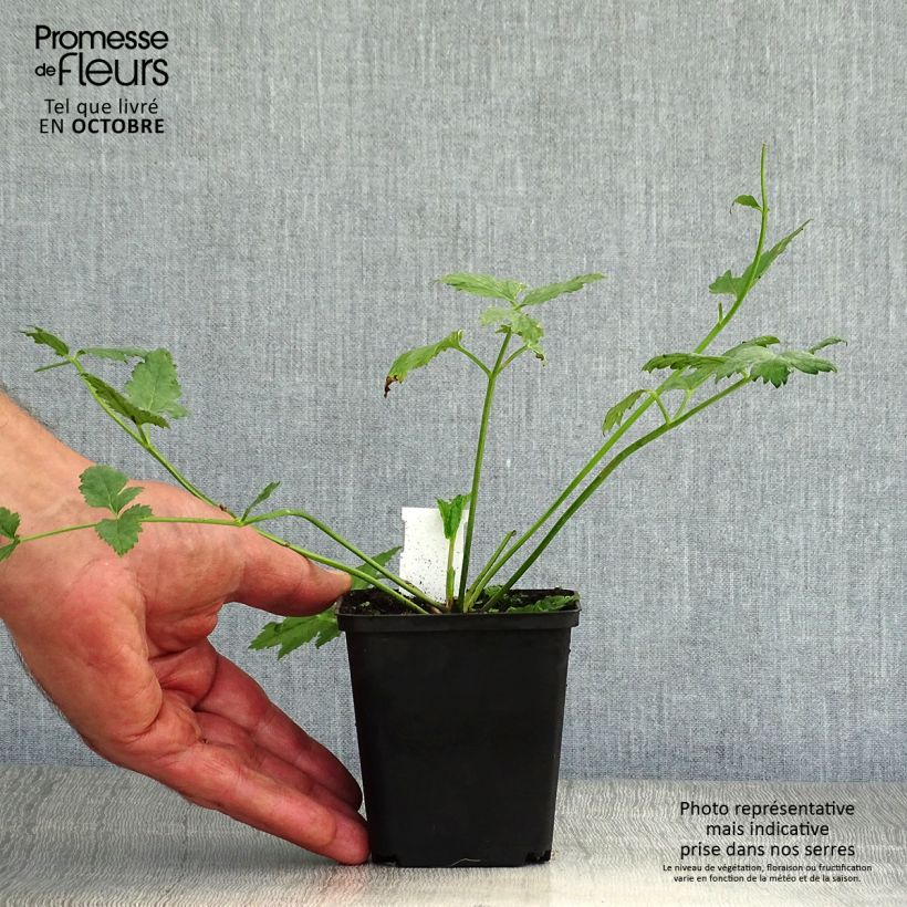 Amostra de Pimpinella major Rosea Vaso de 8/9 cm tal como entregue no outono