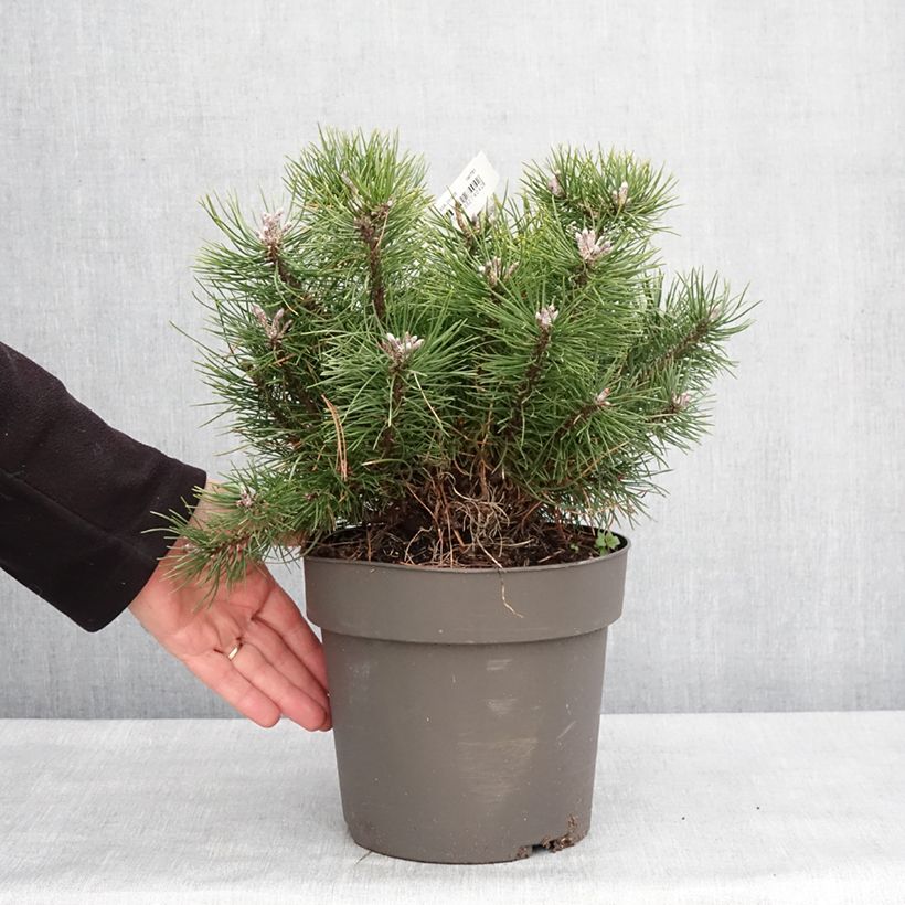 Amostra de Pin à crochets ou Pin de Briançon - Pinus uncinata Peça tal como entregue no inverno