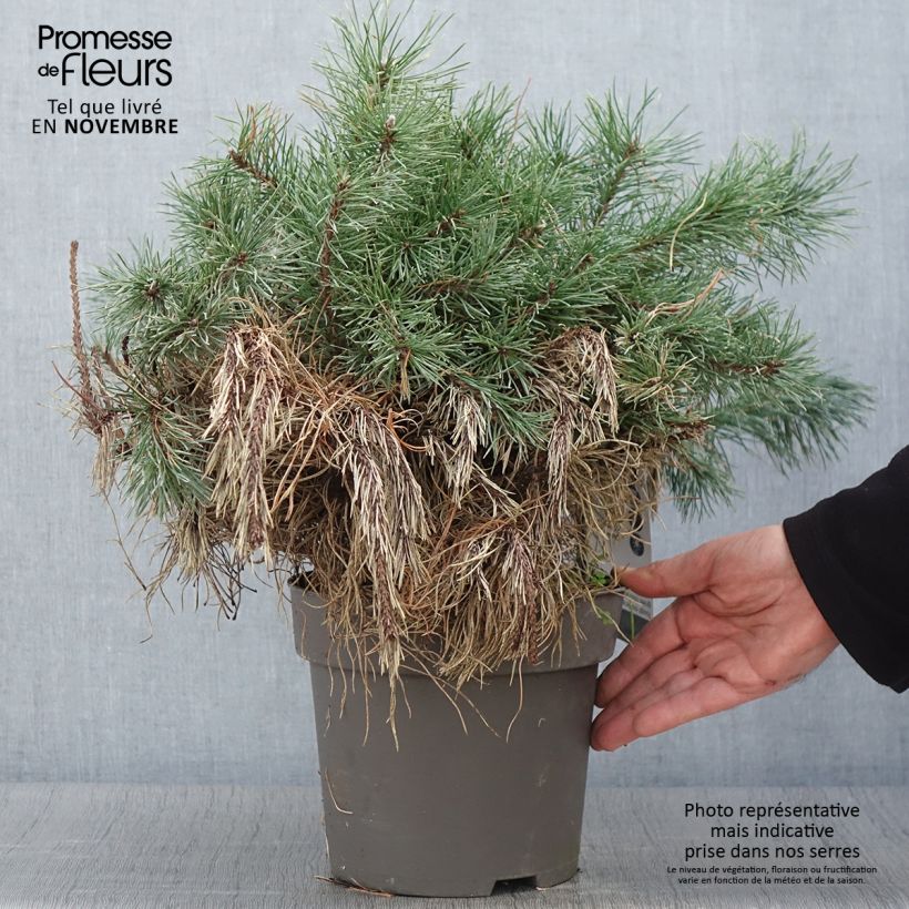 Amostra de Pin à crochets ou Pin de Briançon - Pinus uncinata Pièce tal como entregue no outono