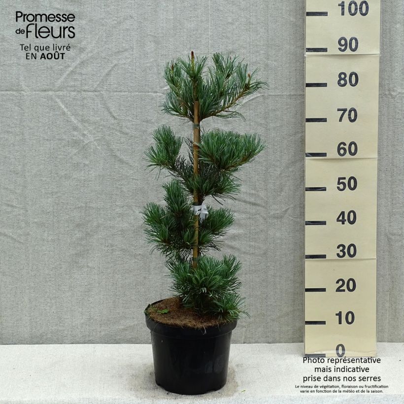 Amostra de Pinus parviflora Tempelhof Vaso de 7,5 L/10 L tal como entregue no verão