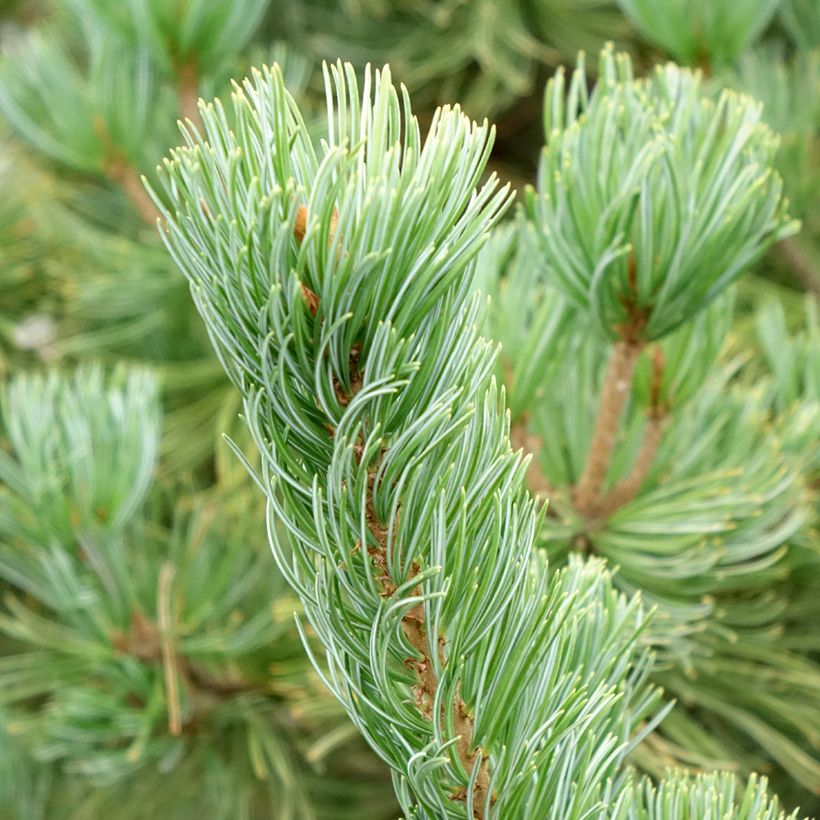 Pinus parviflora Iribune (Folhagem)