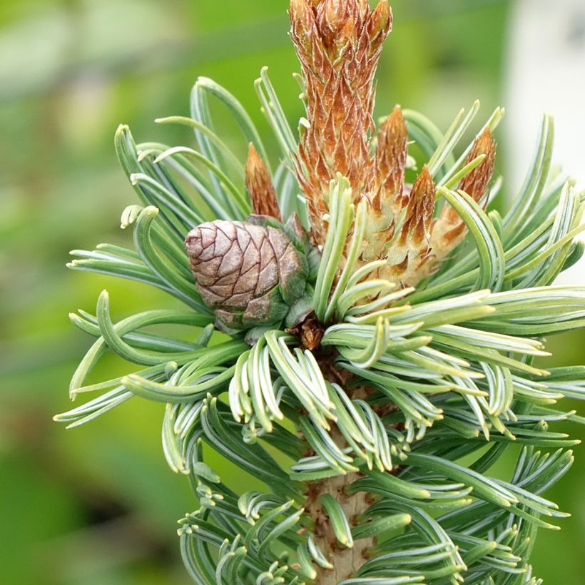 Pinus parviflora Iribune (Colheita)