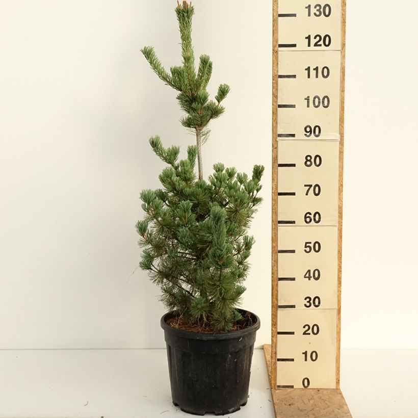 Amostra de Pinus parviflora Iribune Vaso de 18 L/20 L tal como entregue no verão