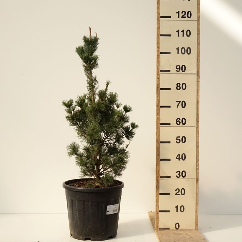 Amostra de Pin blanc du Japon nain - Pinus parviflora Iribune Vaso de 18 L/20 L tal como entregue no inverno