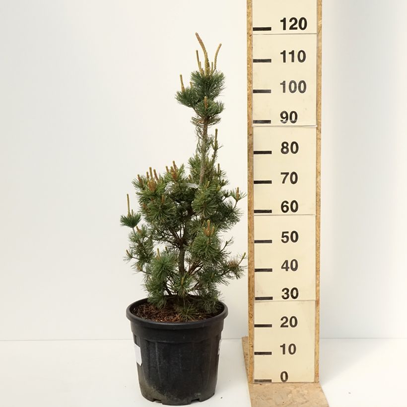 Amostra de Pinus parviflora Iribune Vaso de 18 L/20 L tal como entregue na primavera