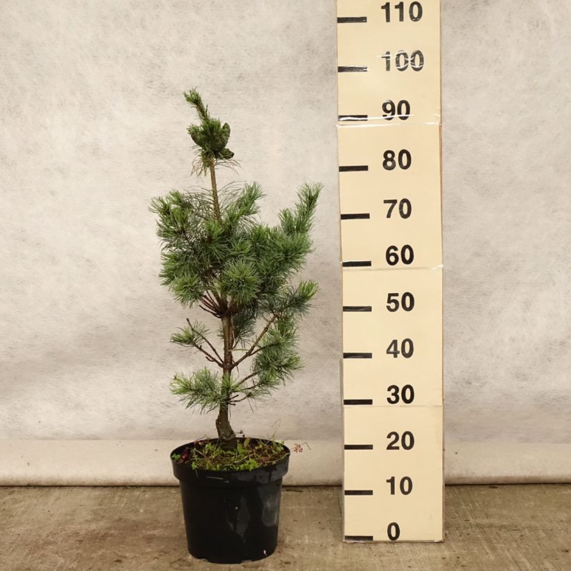 Amostra de Pinus parviflora Bergman Vaso de 7,5 L/10 L tal como entregue no verão