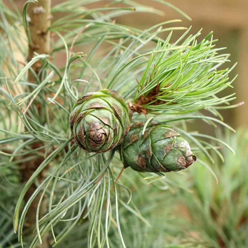 Pinus parviflora Bergman (Colheita)