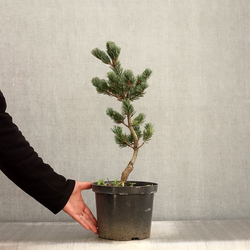 Amostra de Pinus parviflora Fukai Vaso de 4 L/5 L tal como entregue no outono