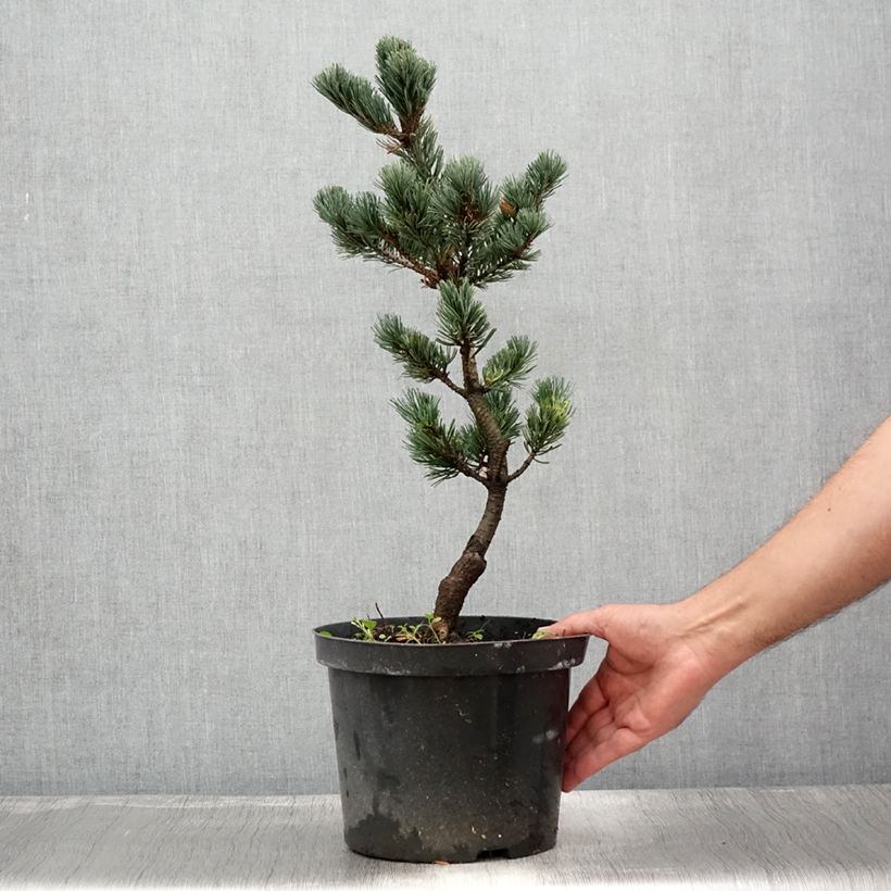 Amostra de Pinus parviflora Fukai Vaso de 4 L/5 L tal como entregue no verão