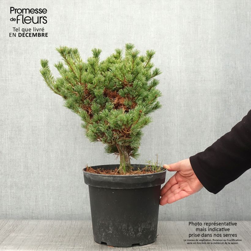 Amostra de Pinus parviflora Kokuho Vaso de 7,5 L/10 L tal como entregue no outono