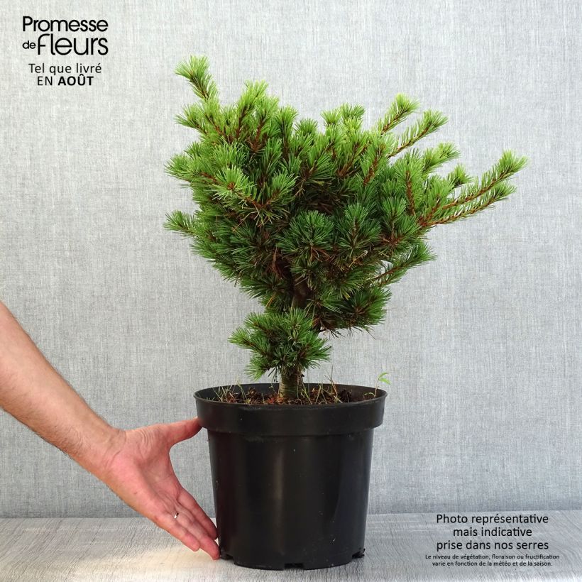 Amostra de Pinus parviflora Kokuho Vaso de 7,5 L/10 L tal como entregue no verão