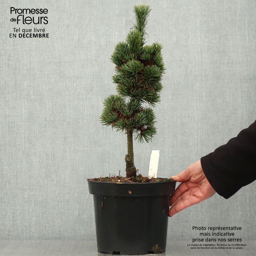Amostra de Pinus cembra Compacta Glauca Vaso de 4 L/5 L tal como entregue no outono