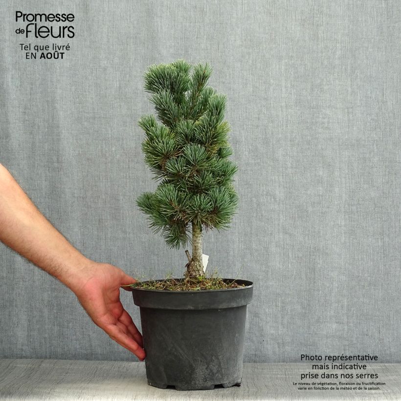 Amostra de Pinus cembra Compacta Glauca Vaso de 4 L/5 L tal como entregue no verão
