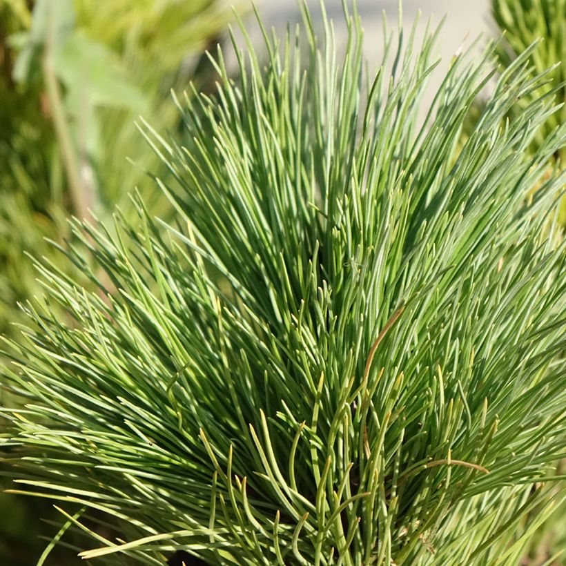 Pinus cembra - Pinheiro-dos-Alpes (Folhagem)
