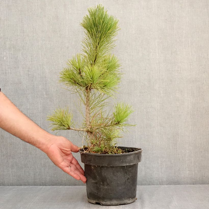 Amostra de Pin cembro - Pinus cembra Vaso de 3 L/4 L tal como entregue no verão