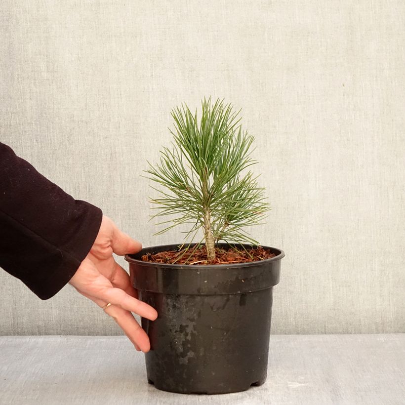 Amostra de Pinus cembra - Pinheiro-dos-Alpes Vaso de 3 L/4 L tal como entregue no inverno