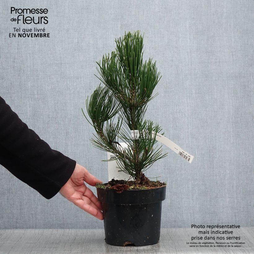 Amostra de Pinus heldreichii Compact Gem Vaso de 2 L/3 L tal como entregue no outono