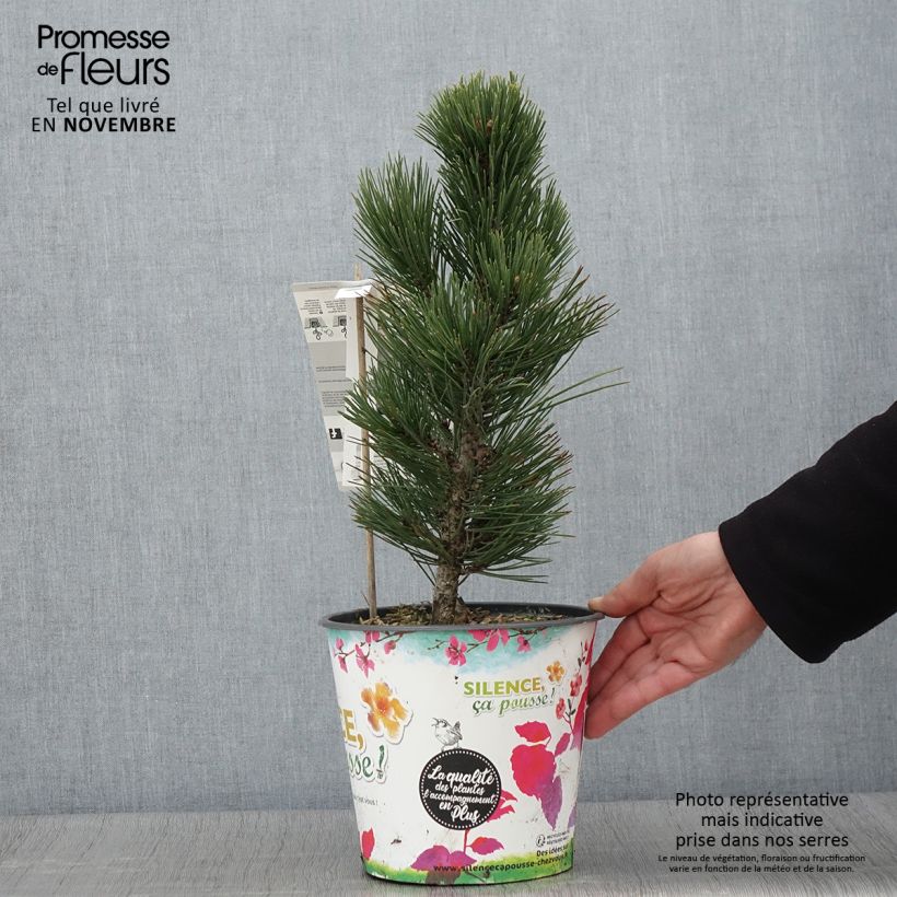 Amostra de Pinus heldreichii Compact Gem Vaso de 4 L/5 L tal como entregue no outono