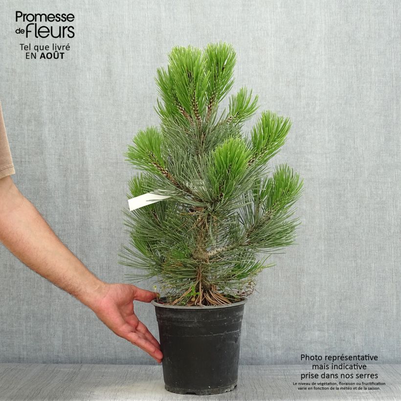 Amostra de Pinus heldreichii Compact Gem Vaso de 4 L/5 L tal como entregue no verão