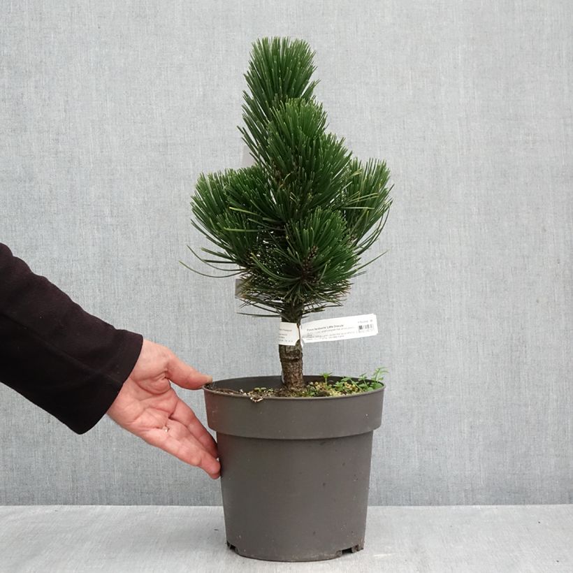 Amostra de Pinus heldreichii Little Dracula Vaso de 2 L/3 L tal como entregue no outono