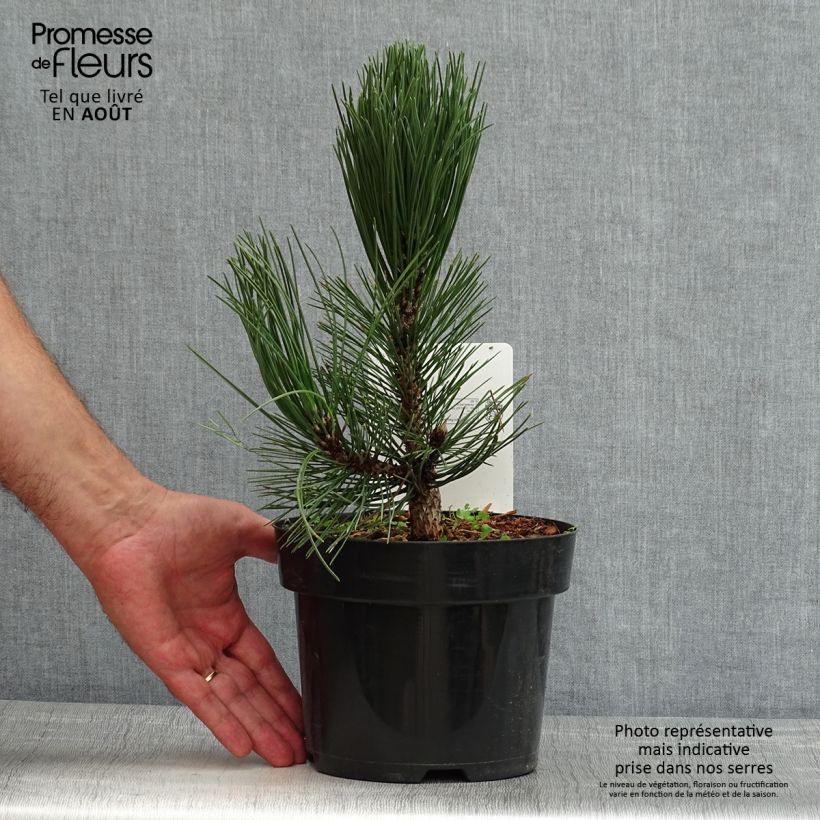 Amostra de Pinus heldreichii Malinkii Vaso de 2 L/3 L tal como entregue no verão