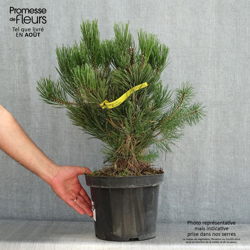 Amostra de Pinus heldreichii Malinkii Vaso de 7,5 L/10 L tal como entregue no verão