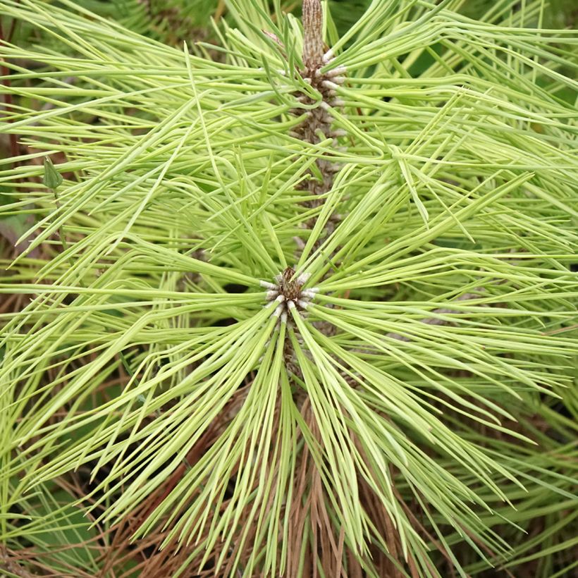 Pinus jeffreyi - Pinheiro-de-Jeffrey (Folhagem)