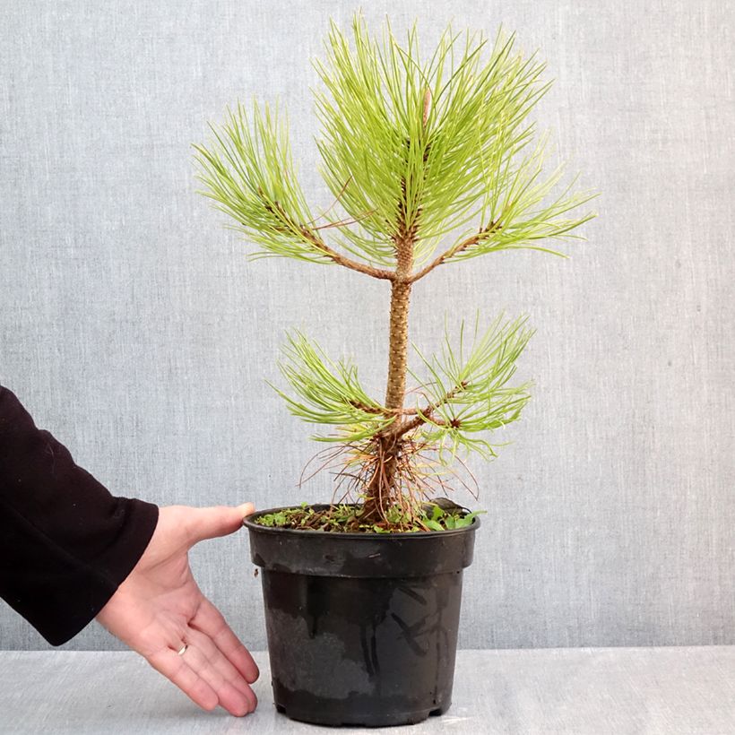 Amostra de Pinus jeffreyi - Pinheiro-de-Jeffrey Vaso de 3 L/4 L tal como entregue no outono