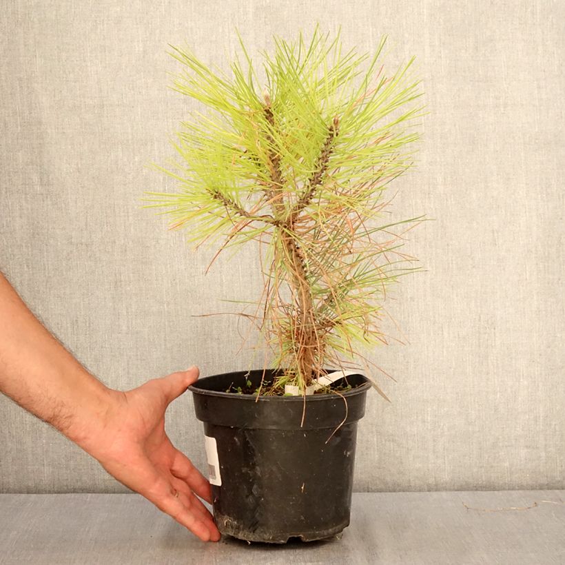 Amostra de Pinus jeffreyi - Pinheiro-de-Jeffrey Vaso de 3 L/4 L tal como entregue no verão