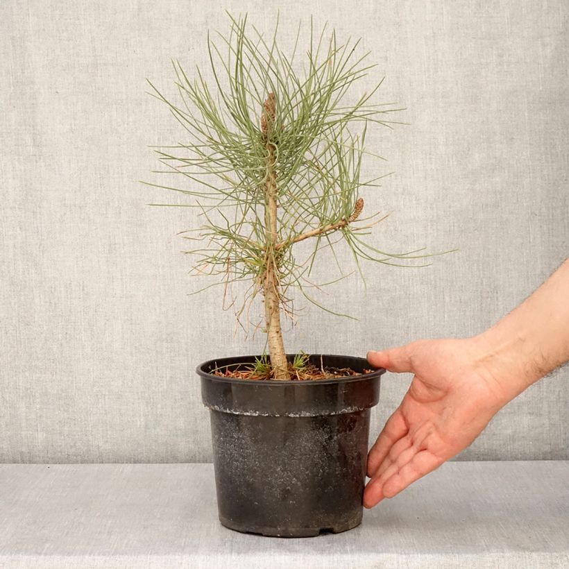Amostra de Pinus jeffreyi - Pinheiro-de-Jeffrey Vaso de 3 L/4 L tal como entregue na primavera