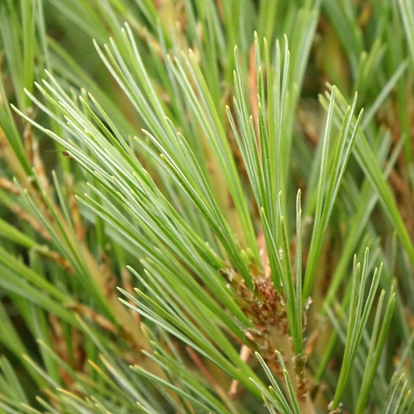 Pinus wallichiana Densa Hill (Folhagem)