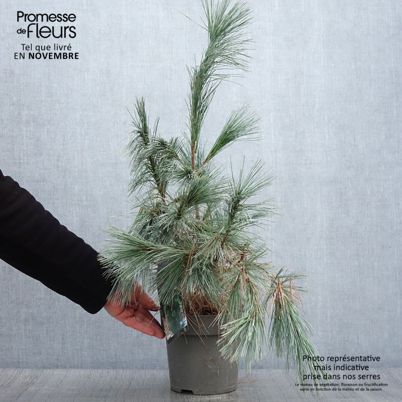 Amostra de Pin de l'Himalaya - Pinus wallichiana Densa Hill Pot de 3L/4L tal como entregue no outono