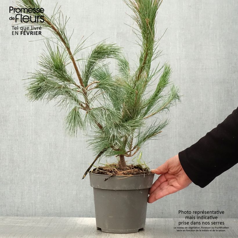 Amostra de Pin de l'Himalaya - Pinus wallichiana Densa Hill Vaso de 3 L/4 L tal como entregue no inverno