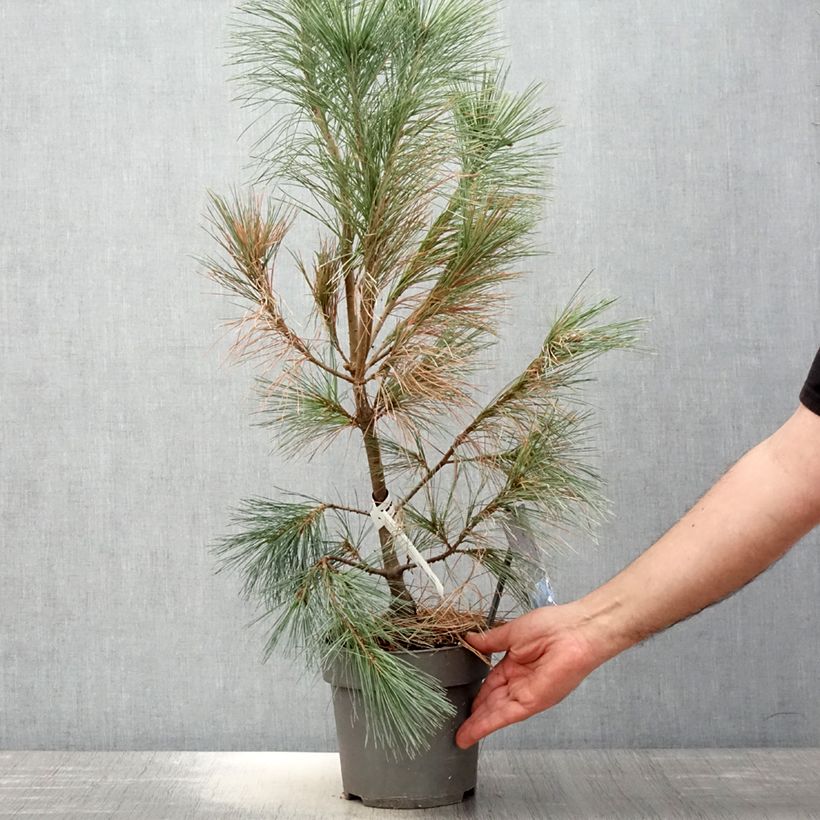 Amostra de Pinus wallichiana Densa Hill Vaso de 3 L/4 L tal como entregue na primavera