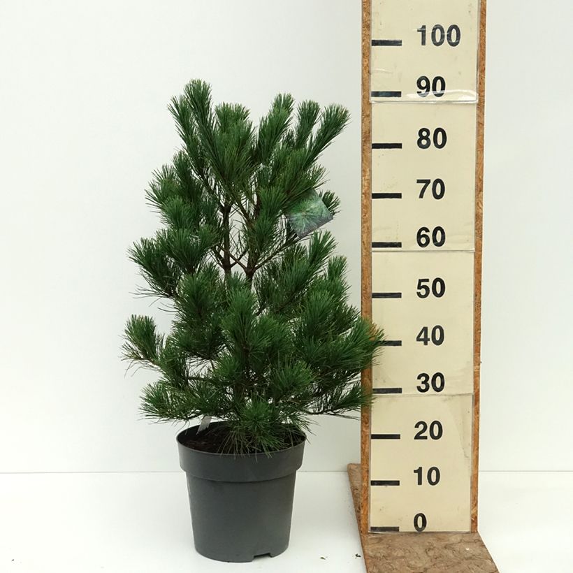 Amostra de Pinus peuce - Pinheiro-da-macedónia Vaso de 7,5 L/10 L tal como entregue no verão