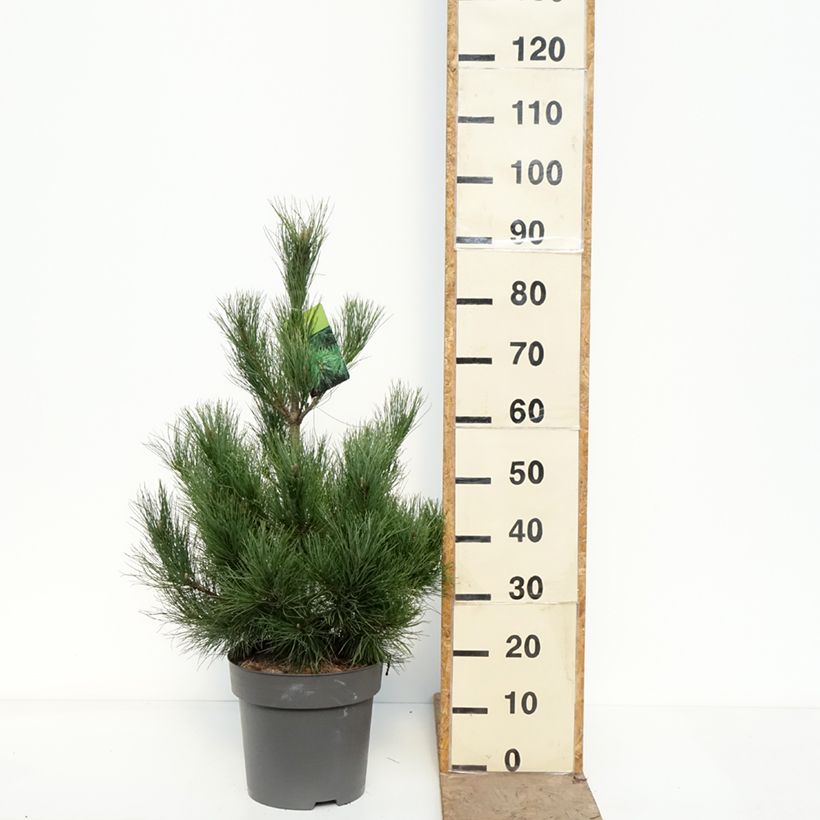 Amostra de Pinus peuce - Pinheiro-da-macedónia Vaso de 7,5 L/10 L tal como entregue na primavera