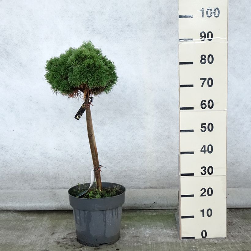 Amostra de Pinus mugo Allgäu Vaso de 4 L/5 L, Haste tal como entregue no verão