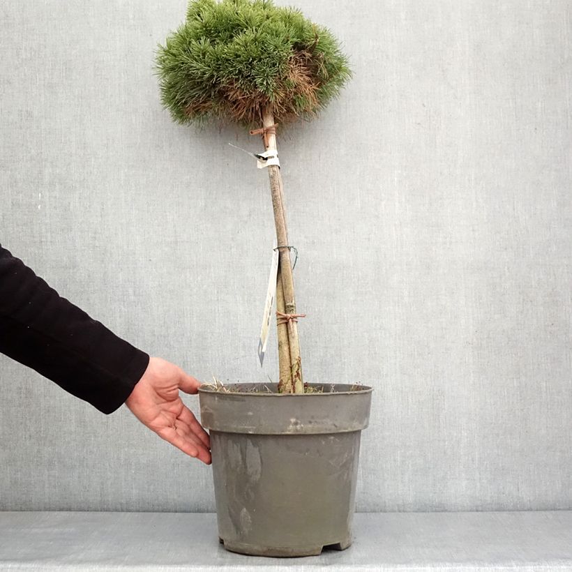 Amostra de Pin de montagne - Pinus mugo Allgäu Vaso de 4 L/5 L tal como entregue no inverno