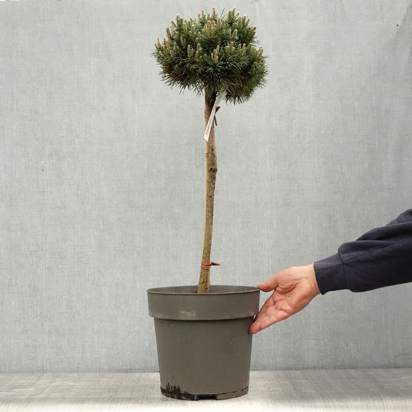 Amostra de Pinus mugo Allgäu Vaso de 4 L/5 L, Haste tal como entregue na primavera