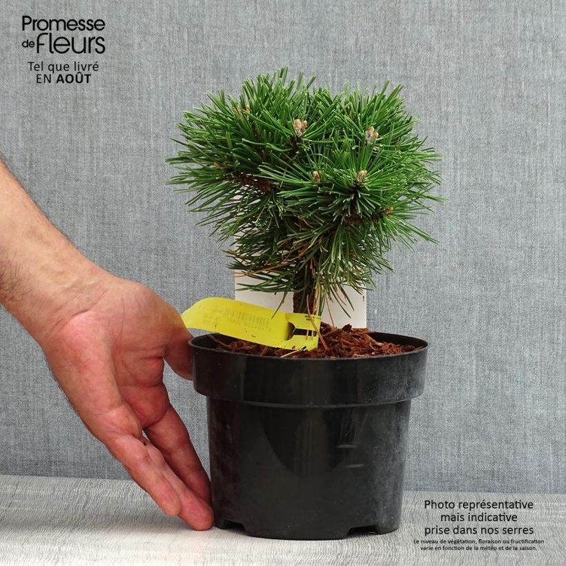 Amostra de Pinus mugo Benjamin Vaso de 2 L/3 L tal como entregue no verão