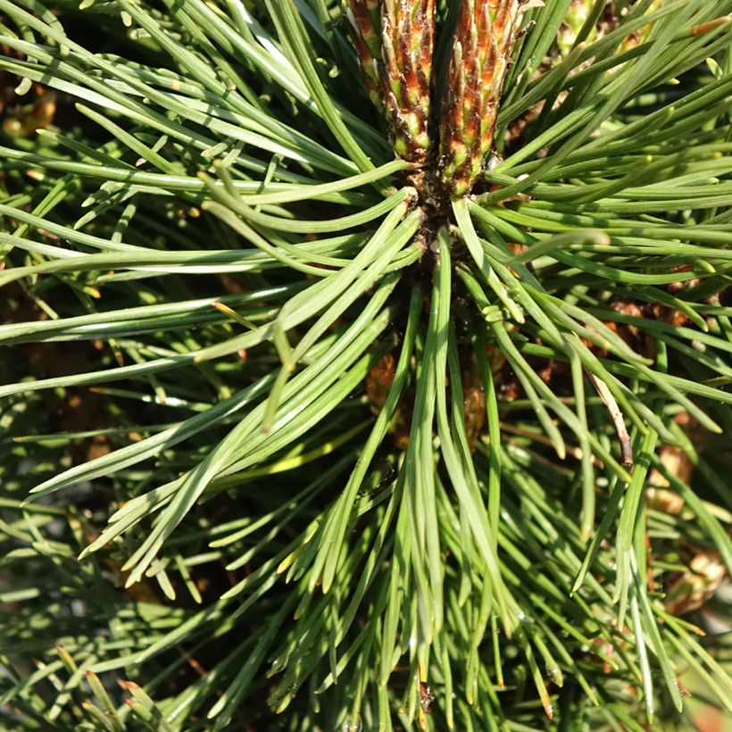 Pinus mugo Benjamin (Folhagem)