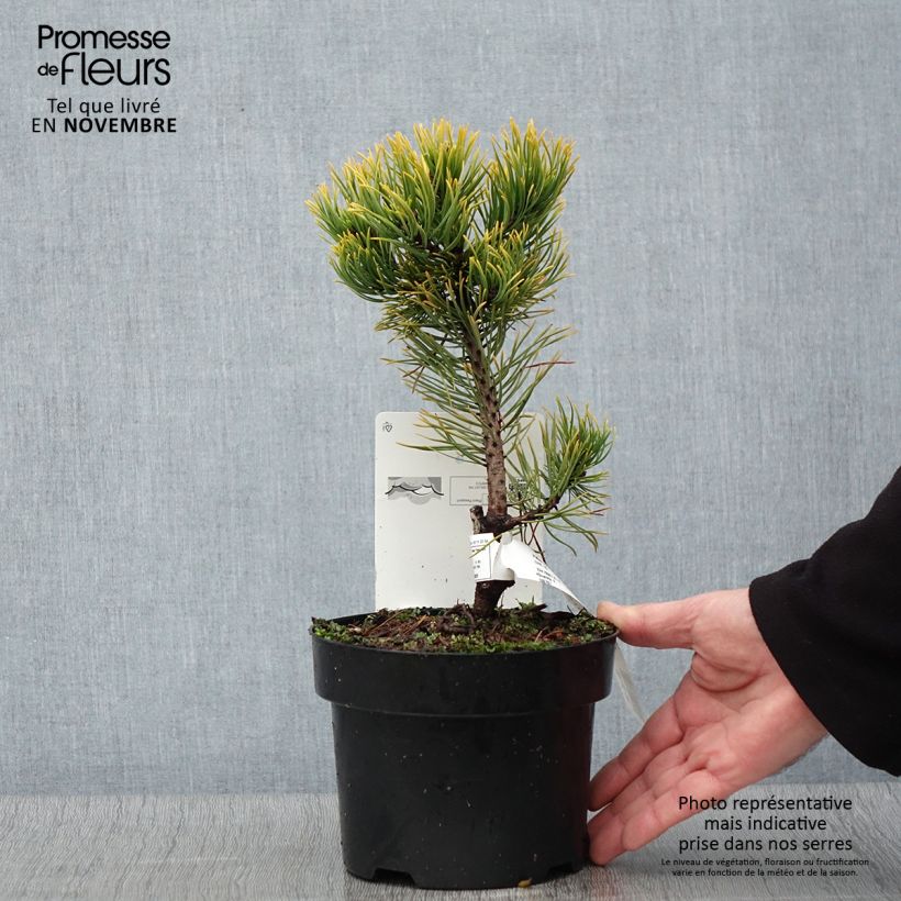 Amostra de Pinus mugo Carsten's Wintergold Vaso de 2 L/3 L tal como entregue no outono