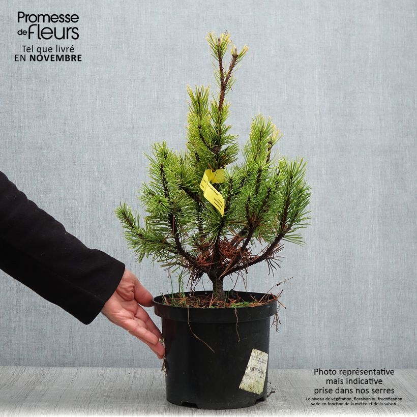 Amostra de Pinus mugo Carsten's Wintergold Vaso de 4 L/5 L tal como entregue no outono