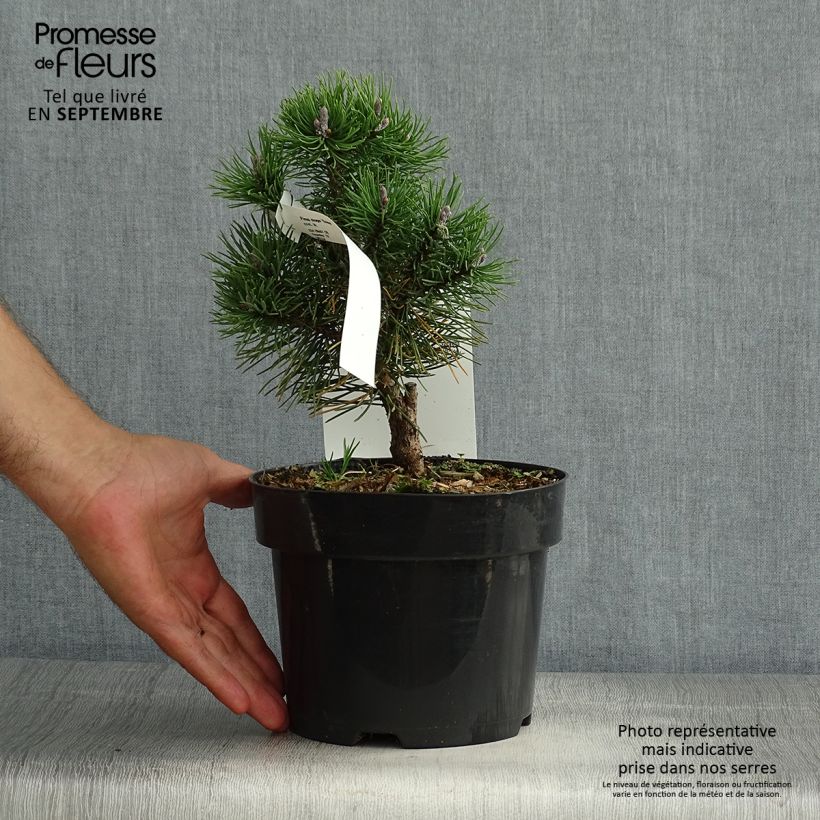 Amostra de Pinus mugo Gnom Vaso de 2 L/3 L tal como entregue no verão