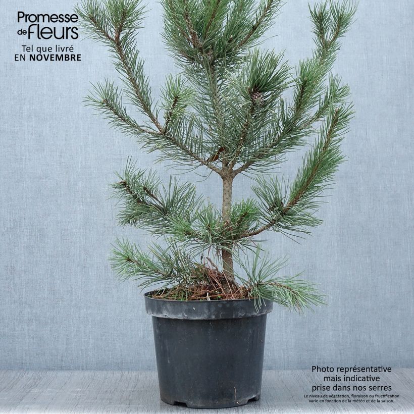 Amostra de Pinus mugo Gnom Vaso de 7,5 L/10 L tal como entregue no outono