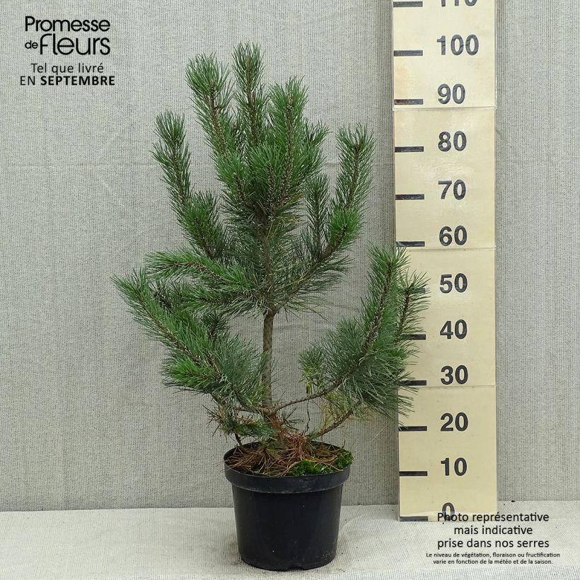 Amostra de Pinus mugo Gnom Vaso de 7,5 L/10 L tal como entregue no verão