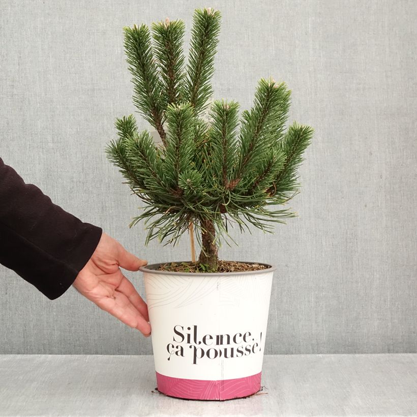 Amostra de Pinus mugo Gnom Vaso de 2 L/3 L tal como entregue no outono