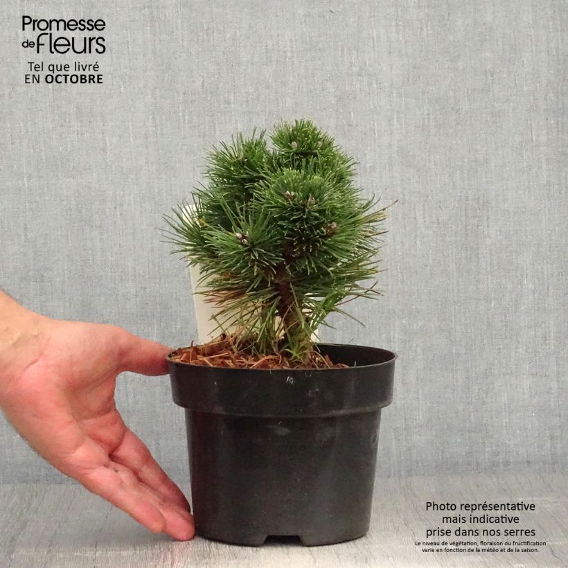 Amostra de Pin de montagne - Pinus mugo Heideperle Pot de 2L/3L tal como entregue no outono
